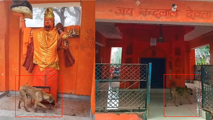 Bijnor:मंदिर में हनुमान मूर्ति के बाद परिसर की परिक्रमा कर रहा कुत्ता, श्रद्धालु मान रहे भगवान भैरव का स्वरूप - Bijnor: Dog Circumambulates Temple In Nandpur, Devotees Call It A Divine Sign
