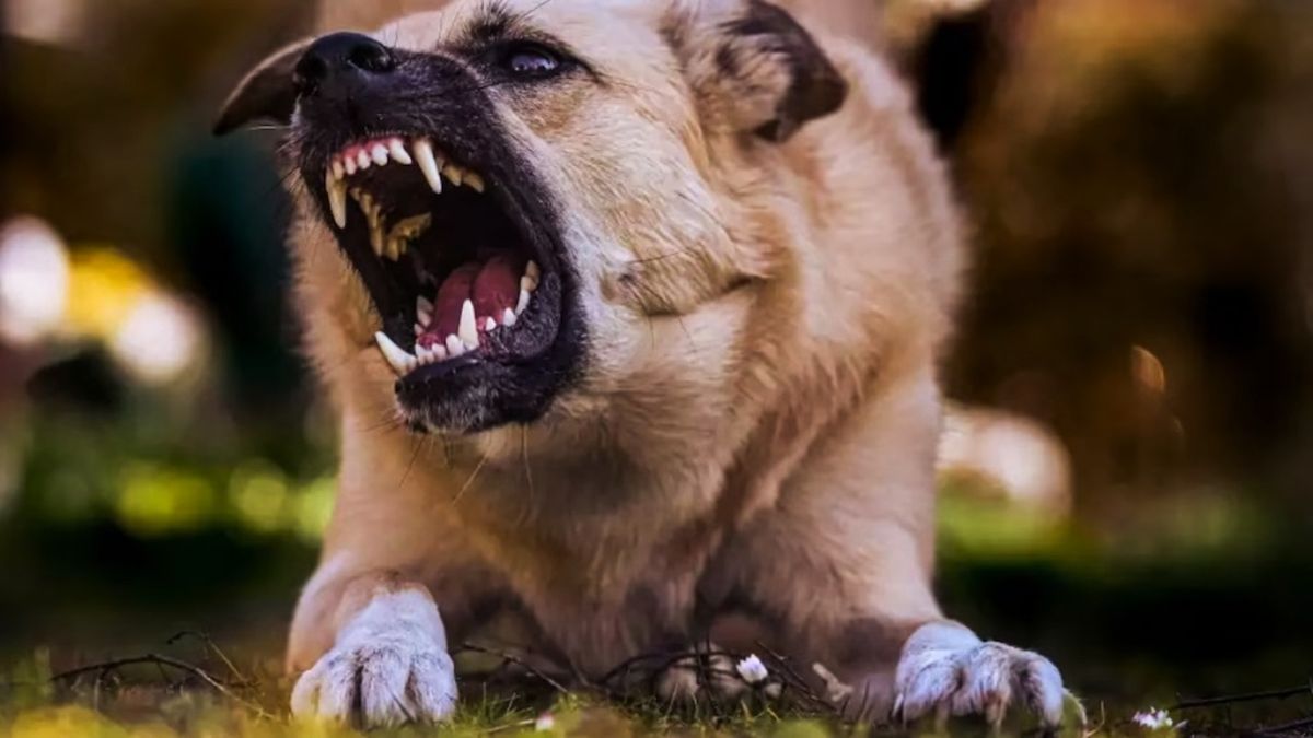 पंजाब में कुत्ते के काटने पर अब तुरंत और मुफ्त इलाज, 881 आम आदमी क्लीनिकों में एंटी-रेबीज टीकाकरण शुरू