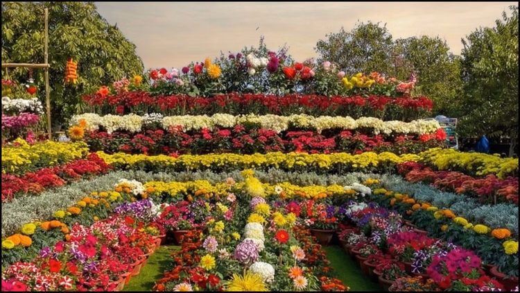 Ahmedabad Biggest Flower Festival:सबरमती रिवरफ्रंट पर फूलों की बाढ़, जानें कब जाएं और कितना खर्च आएगा? - Ahmedabad Biggest Flower Festival 2026 Sabarmati Travel Guide