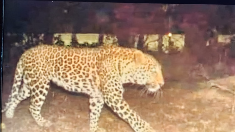 हिम्मत:लखीमपुर खीरी में तेंदुए के मुंह में बोतल ठूंसकर किसान ने बचाई अपनी जान, दो मिनट तक किया संघर्ष - Farmer Saved His Life By Shoving A Bottle Into The Mouth Of A Leopard In Lakhimpur Kheri