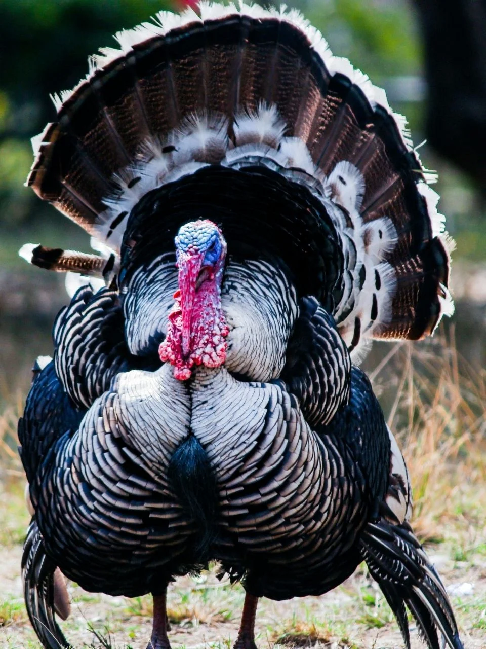 This Bird Is Named After Half the World But None of Them Are Right