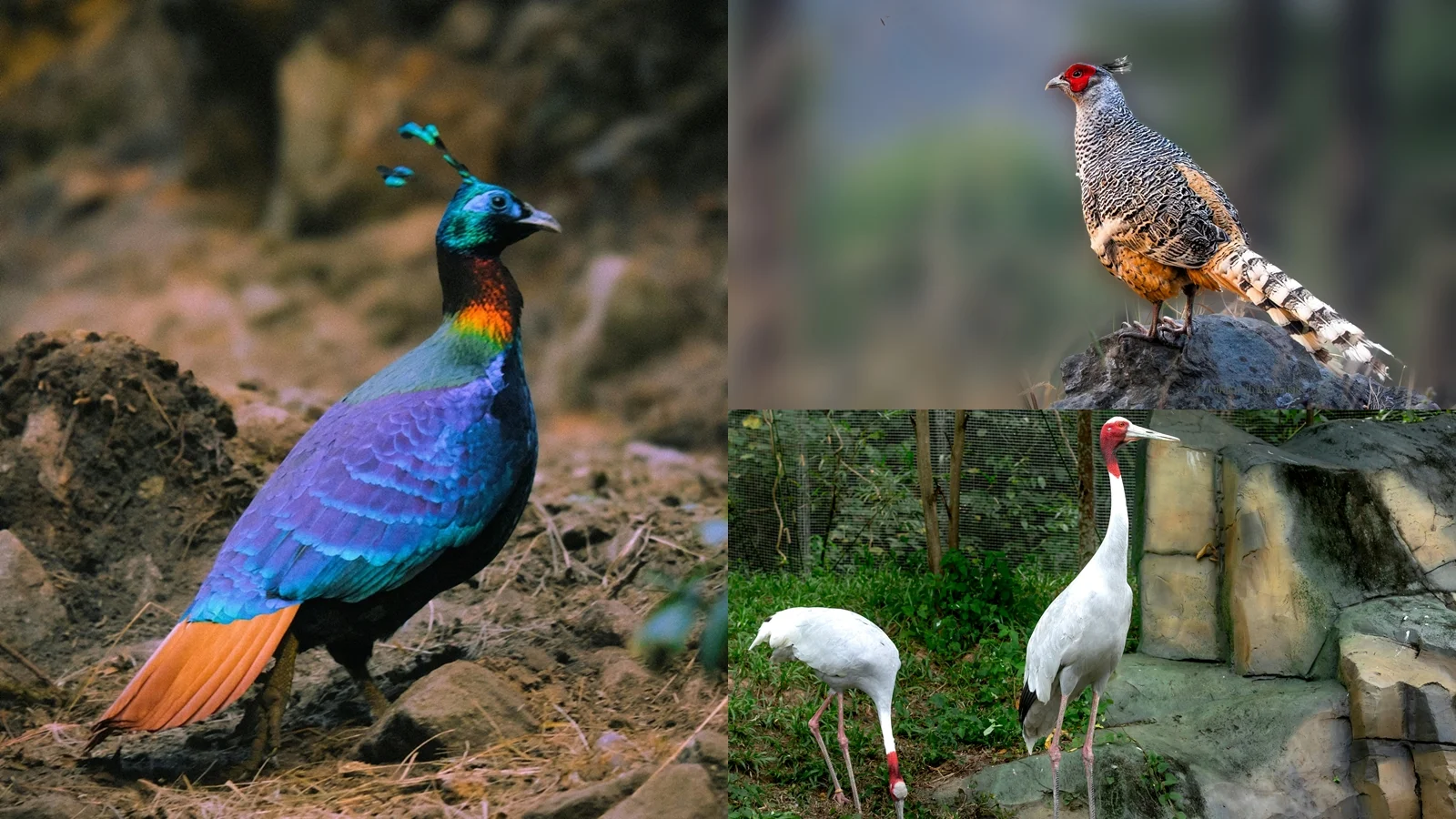 7 Rare Birds Found Only in Nepal That Fascinate Birdwatchers Worldwide
