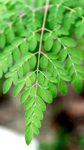 इस तरह इमली के पत्ते खाने से सेहत को मिलेंगे 7 फायदे