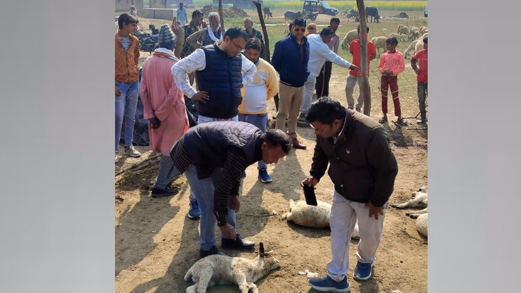 Banda:भेड़िए ने एक पशुबाड़े में घुसकर किया हमला, 20 भेड़ों की मौत - Banda: A Wolf Entered A Cattle Shed And Attacked The Animals, Killing 20 Shee