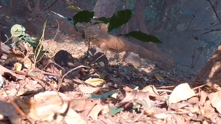 दंतेवाड़ा में बड़ी सफलता:माओवादियों ने लगाए थे 10-10 किलो वजनी तीन पाइप बम और Ied... सुरक्षाबलों ने किया नष्ट - Three Pipe Bombs Of 10 Kg Each And Five Kg Pressure Cooker Ied Recovered In Dantewada