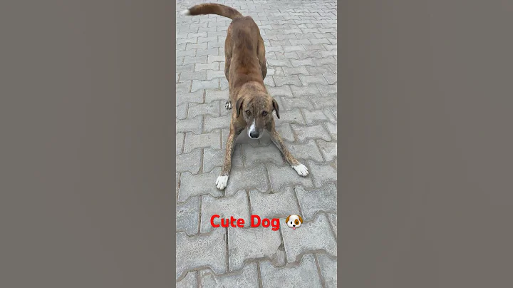 Choto CoCo 🐶✨ | Cute Dog in Stylish Clothes 😍 | Dog Fashion #ytshorts #dogclothes #dogshorts #dog