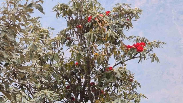 Uttarakhand News: कुदरत का बदलता मिजाज...बसंत के आगमन से पहले ही खिल गया बुरांश का फूल - Rhododendron Flower Bloomed Even Before Arrival Of Spring Uttarakhand Weather News