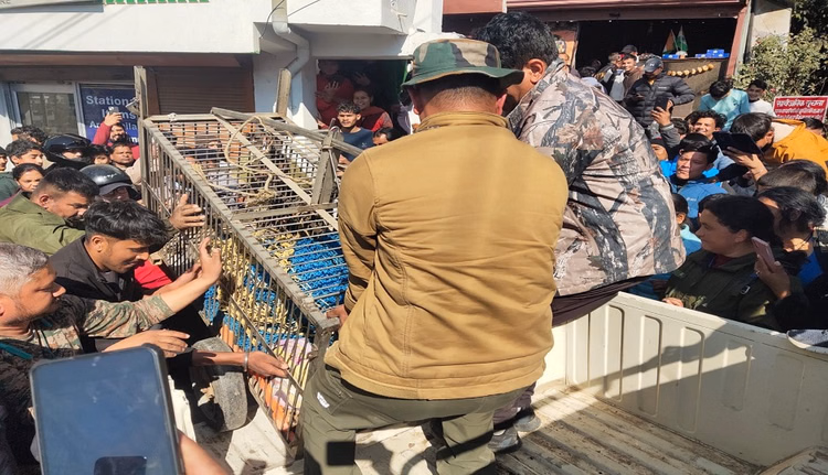 Pithoragarh News:खौफ बनकर ढाई घंटे आबादी में घूमता रहा तेंदुआ, सहमे लोग घरों में रहे कैद - The Leopard Roamed Among The Population For Two And A Half Hours, Spreading Fear In Pithoragarh