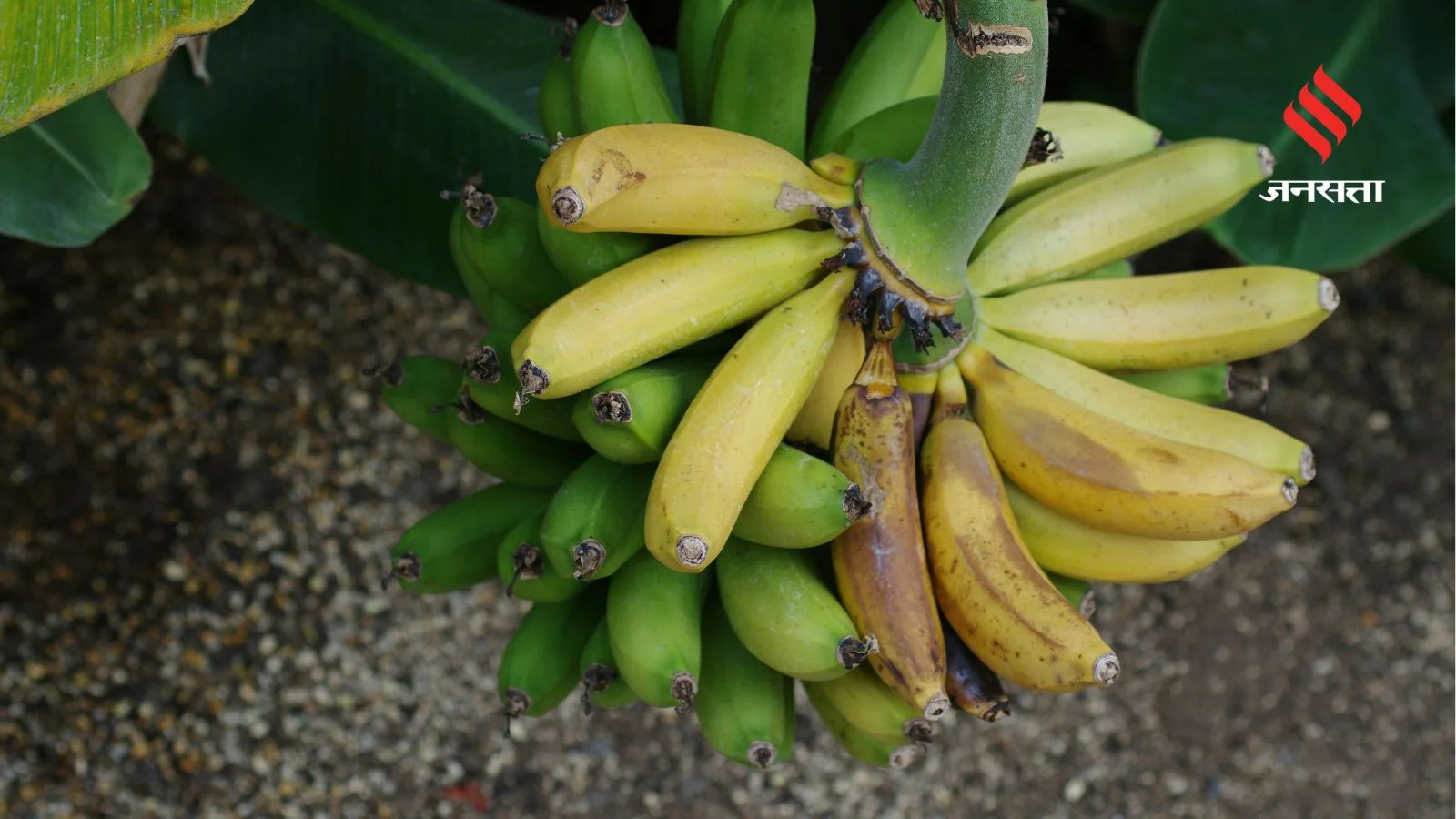 Brown-Spotted Bananas Hide Surprising Health Benefits