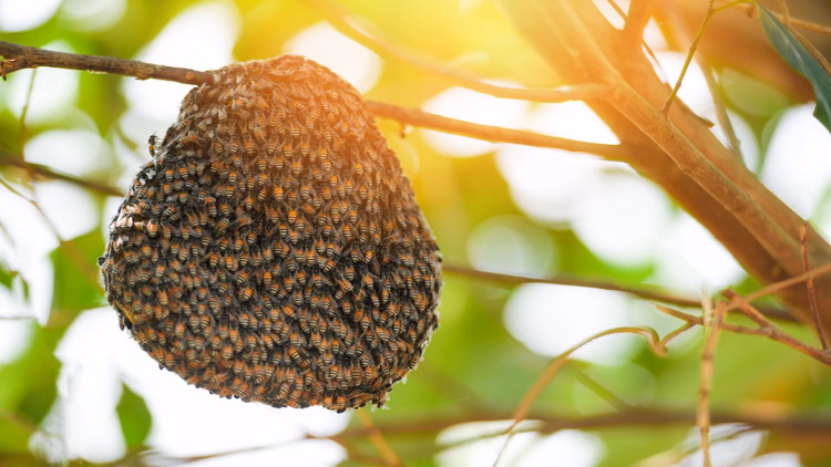 Honeybee Hive:घर में मधुमक्खी ने लगा रखा है छत्ता, इन उपायों से बिना नुकसान पाएं छुटकारा - How To Get Rid Of Honeybee Hive Know Tips Here In Hindi