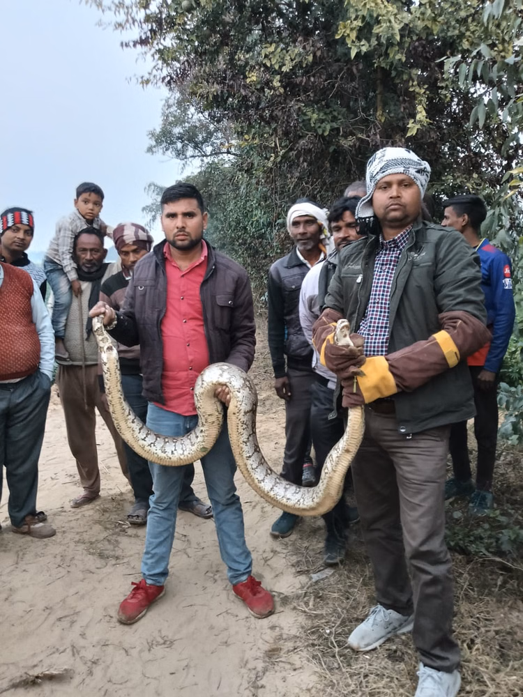 People In Ramnagar Village Were Terrified After Seeing A 14-foot Long Python. - Etah News
