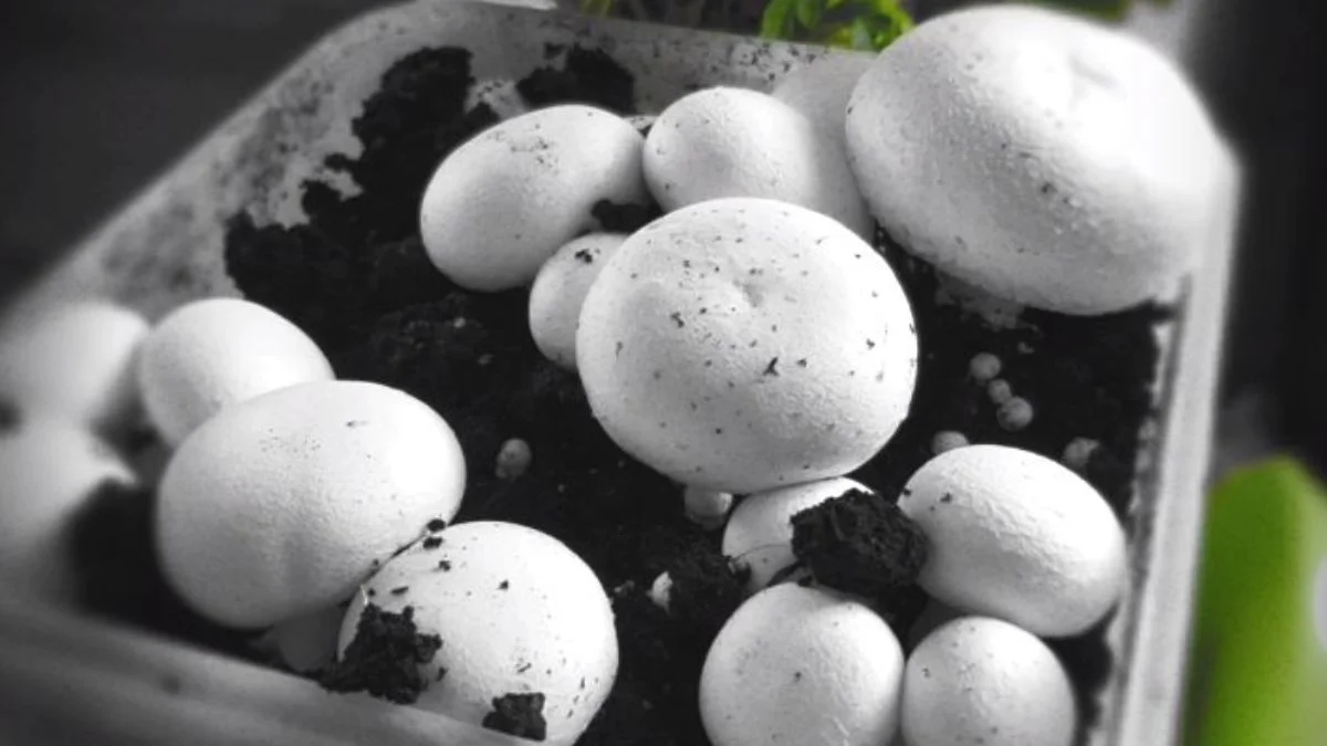 मशरूम कैसे उगाते हैं | मशरूम उगाने का आसान तरीका | How to Grow Mushroom in plastic bag step by step guide | Jansatta