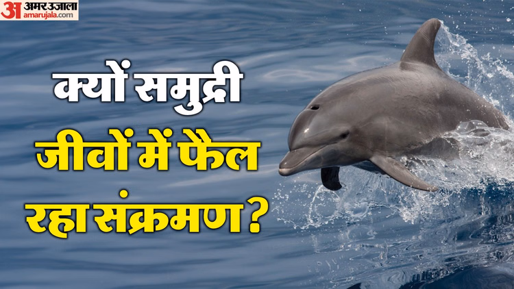Weird News:समंदर में मच रही है हलचल, क्यों समुद्री जीवों में फैल रहा संक्रमण? शोध में हुआ चौंकाने वाला खुलासा - Social Lives Of Whales, Dolphins Shape Spread Of Infectious Diseases