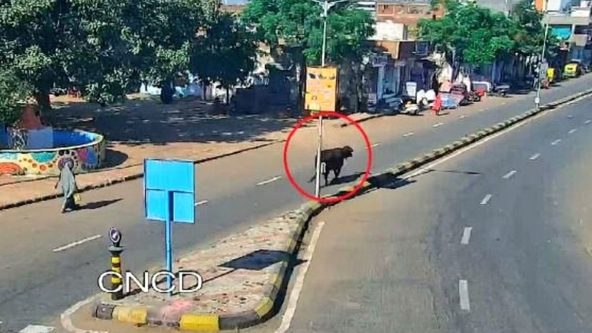 Gujarat Govt: स्मार्ट गुजरात की ओर भूपेंद्र सरकार का बड़ा कदम, आवारा गायों पर AI से ऐसे लगेगी लगाम