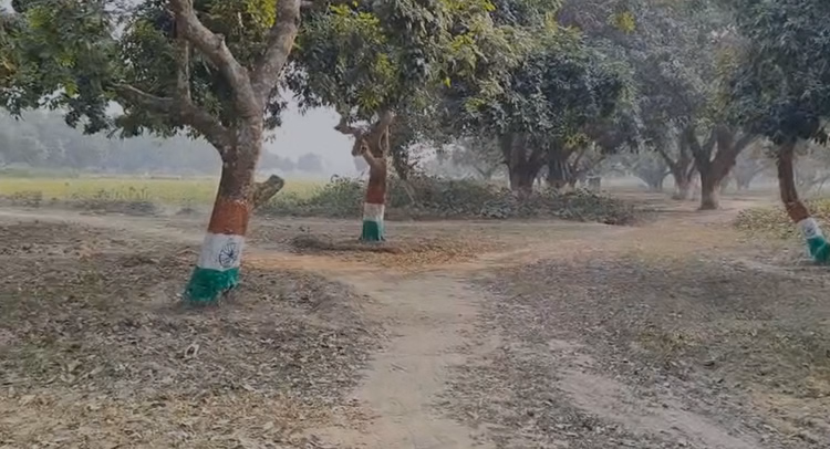 Bihar:गणतंत्र दिवस पर मैंगो मैन का तिरंगा संदेश, पेश की 1100 पेड़ों से देशभक्ति और पर्यावरण संरक्षण की मिसाल - Katihar Mango Man Kalidas Banerjee Tricolour Garden Environment Protection Republic Day