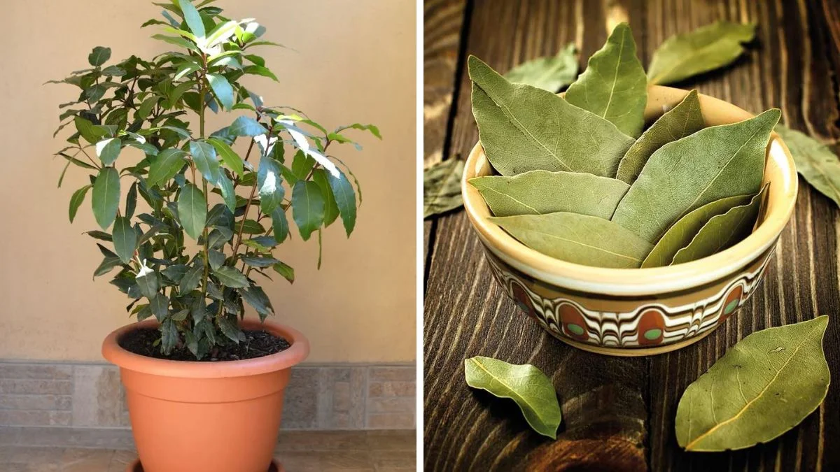घर पर कैसे उगाएं तेज पत्ता? यहां जानें गमले में लगाने का सही तरीका | How to Grow Bay Laurel tree at Home in pot tejpatta ka paudha kaise lagaen | Jansatta