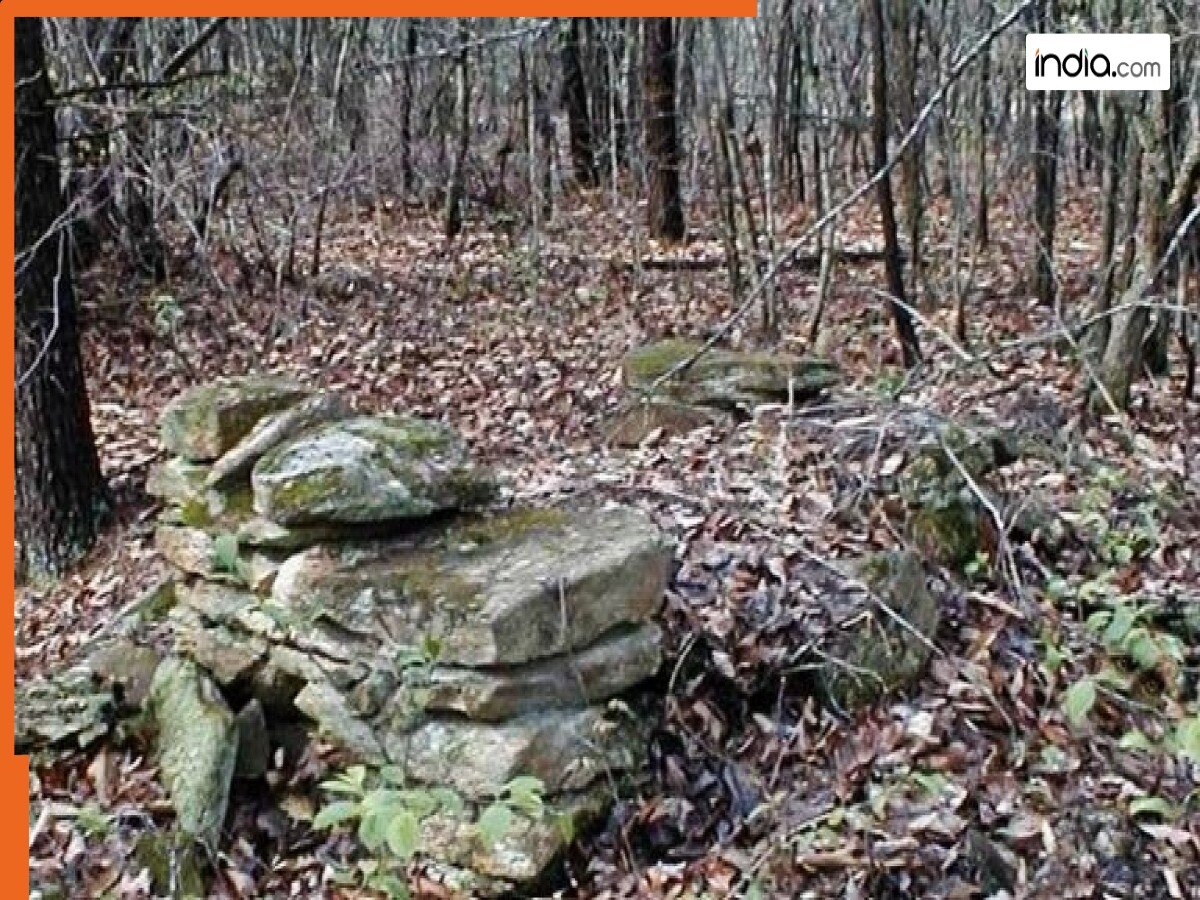 Viral: जंगल में कहां दिखाई दे रहा इंसानी चेहरा, बताने में 99 प्रतिशत फेल हो जाएंगे आज