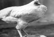 Amazing: This cock continued for 18 months even after they beheaded