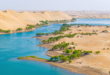 Forest plant increases in Shinachyang, China