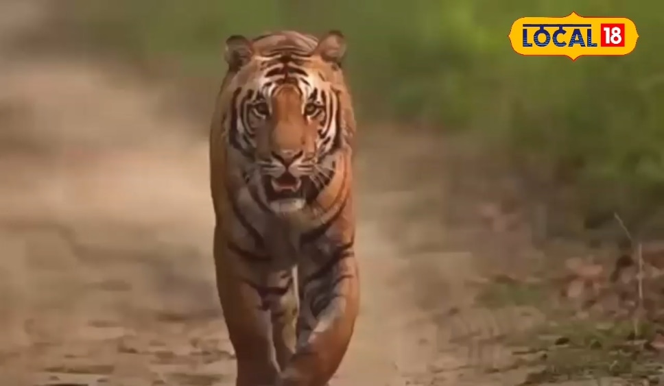 Pilibhit News: New session of Pilibhit Tiger Reserve, see Celebrity Tigers like Rocket and S3