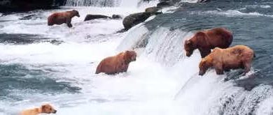 Slovenians are calling on the government to curb the growing population of brown bears