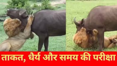Babbar lion killed buffalo without any noise and warning, completed the hunt in just one and a half minutes