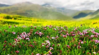 World famous valley of flowers closed for winter, visited by 15924 tourists this year – world famous valley of flowers closed for winter