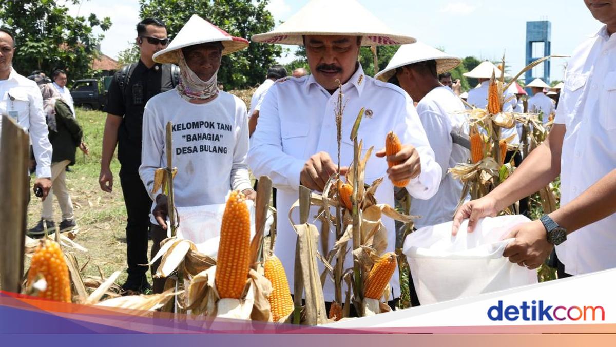 Support of food security, minister of Imipas harvests 45 tons of maize in Sidoarjo