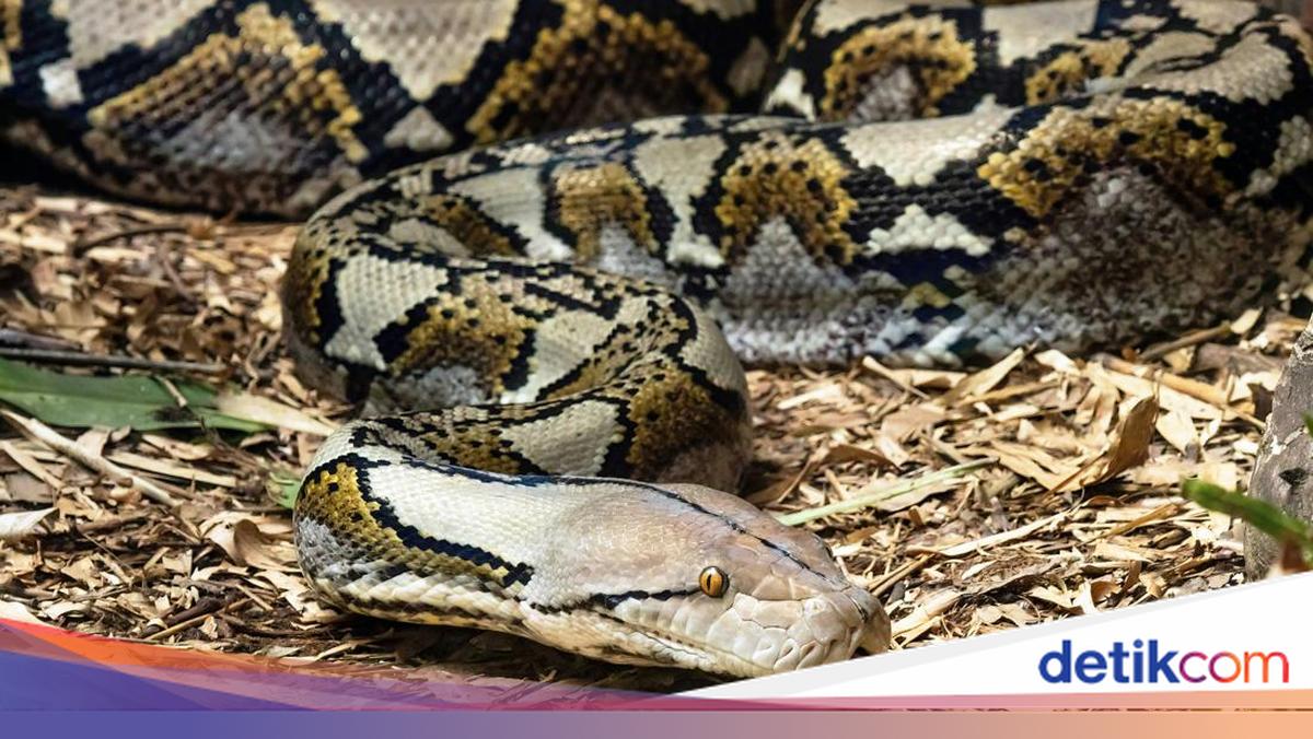 A motorcyclist in South Sulawesi was attacked by a python, fell and was entangled until he died