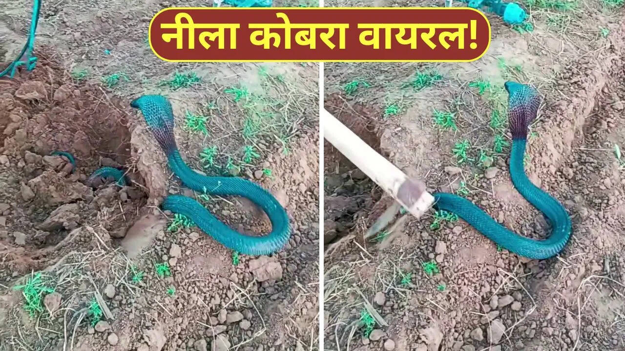 The farmer dug a well in the field, then a blue cobra came out, then it happened…