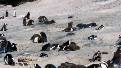 60 thousand penguins died of starvation in the sea, now in danger of extinction