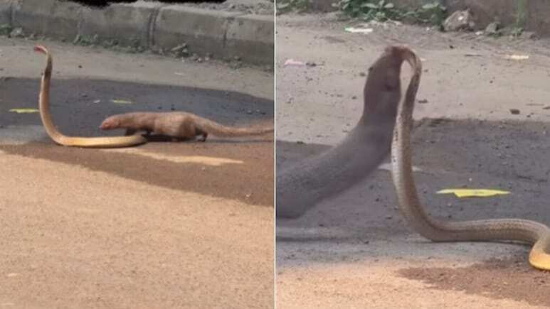 The mongoose attacked the cobra with its hood spread from behind, grabbed him and attacked several times, what happened next, the dangerous fight became the most exciting reel.