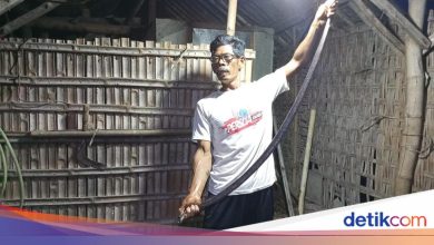 Jumbo Cobra nests in Klaten resident’s house, 20 eggs found