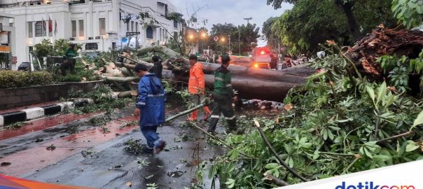 Fallen tree in Pinangsia, West Jakarta, road closure