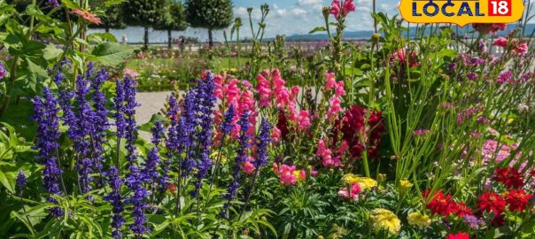No chemicals, no cost, homemade liquid fertilizer: a wonder drug for plant growth, the first choice of gardeners!