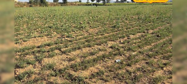 Does gram grow well in your field? Know the important steps for farmers, if a mistake is made, harvest is ruined!