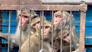 Monkeys caught near Banke Bihari Mandir are experts in removing spectacles from eyes or snatching wallets, when campaign was launched they came into the cage – monkeys caught near Banke Bihari Mandir vrindavan