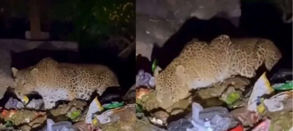 Leopard seen foraging for food in the garbage in Abuberg, Rajasthan, you will be shaken to the core after watching the video of the plight of the dreaded hunter.