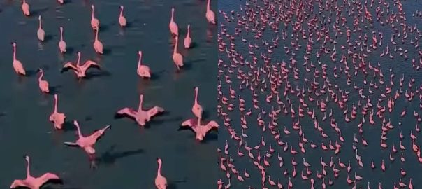 The arrival of lakhs of flamingos in Sambhar Lake turns into a sea of ​​pink, a wonderful experience for bird lovers.
