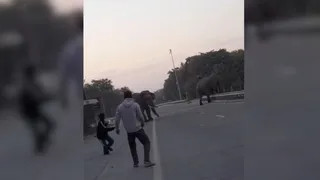 VIDEO: The elephant that crossed the highway in Haldu Chaud got angry and started chasing people; Video Goes Viral – Angry Elephant Crosses Highway In Halduchaur Chases People After Video Goes Viral Elephant Terror News