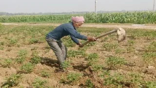 Patna News: Subsidy fixed on pesticide spraying and liquid fertilizer in Rabi farming, companies fixed – patna rabi crop pesticide spraying subsidy set