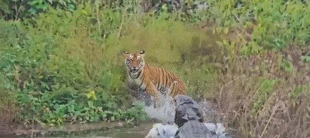 Scary scene from the forest: Tiger just escaped from the sudden attack of crocodile, you will be shocked after watching the viral video.